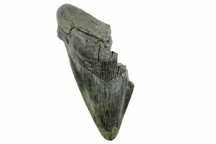 Partial Fossil Megalodon Tooth - South Carolina #365807